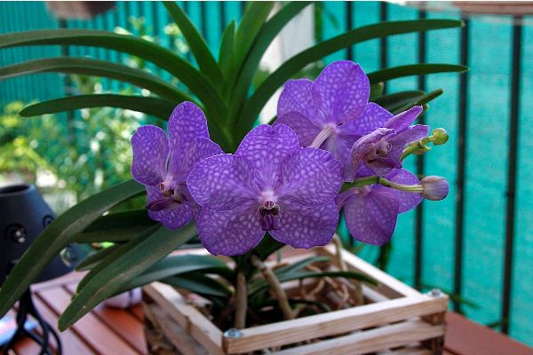 Орхидея Ванда — капризная красавица